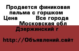 Продается финиковая пальма с горшком › Цена ­ 600 - Все города  »    . Московская обл.,Дзержинский г.